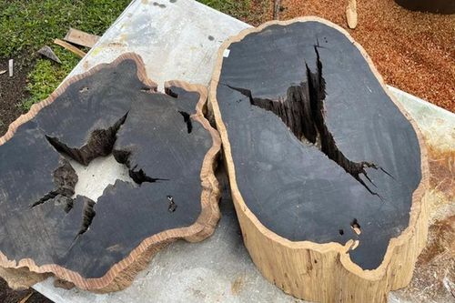 Loại gỗ đen 'giá chát' nhất hành tinh, 60 năm mới trưởng thành