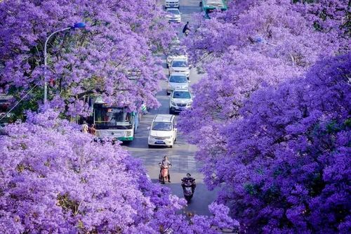 Sắc tím Côn Minh 'thôi miên' du khách khi ghé thăm