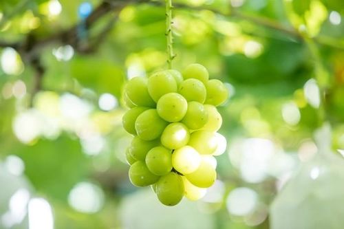 Nho sữa 'quý tộc' thành hàng 'rẻ hơn rau' như thế nào?