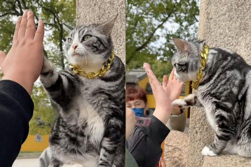 Chú mèo 'siêu sao' Trung Quốc: Netizen đổ xô đến để được high-five