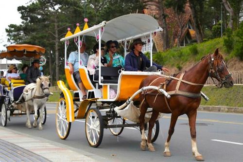 Đà Lạt dừng hoạt động xe ngựa du lịch từ ngày 31/3