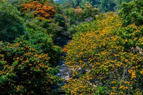 Dòng suối giữa đại ngàn Bình Định mùa hoa trang rực rỡ, đẹp nao lòng