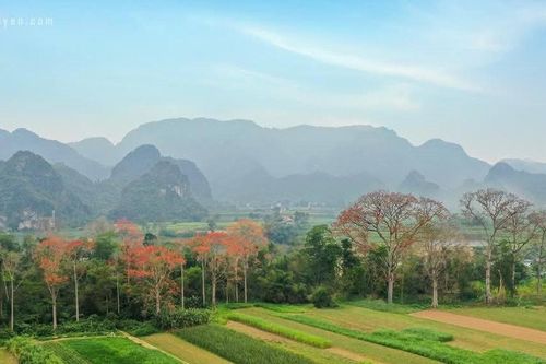 Ngày mai, 12/3 khai mạc Lễ hội Hoa gạo ở Anh Sơn