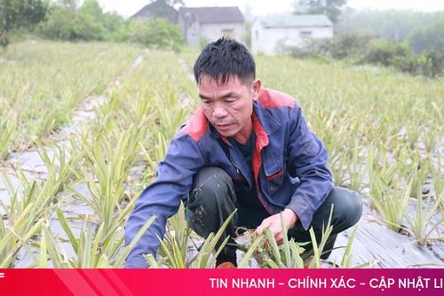 Hương Sơn thử nghiệm nhiều giống cây mới