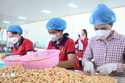 Giá điều đầu mùa cao nhưng người dân vẫn kém vui