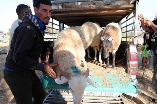 Algeria nhập khẩu một triệu con cừu trước lễ Eid al-Adha