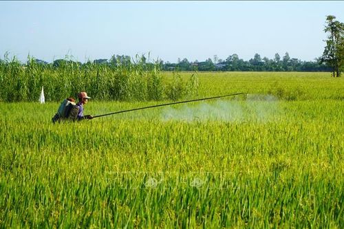 Đủ nguồn nước tưới cho hơn 186.000 ha lúa mùa nắng hạn