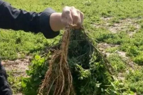 Đào rễ cây từng chỉ cho lợn ăn, phát hiện sâm quý giá bạc triệu/kg