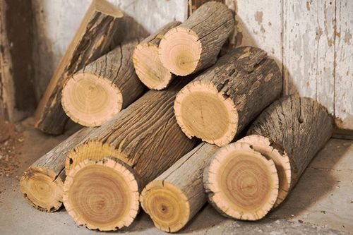Đây là loại gỗ quý hiếm có lõi chảy ra 'vàng lỏng': Có giá bán 160 triệu đồng/kg, là nguyên liệu tạo ra chai nước hoa xa xỉ bậc nhất thế giới
