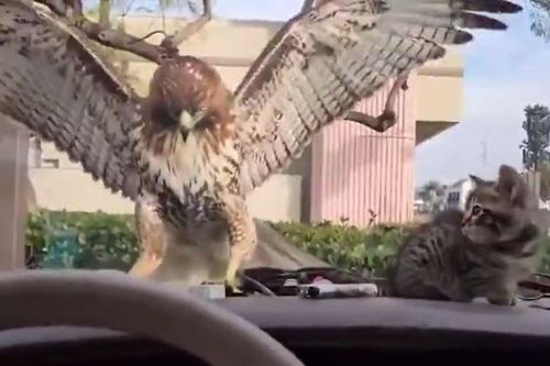 CLIP: Đi săn mèo, diều hâu nhận cái kết 'muối mặt'