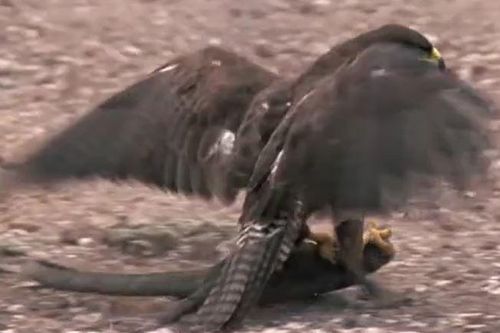 CLIP: Diều hâu phi thân, tóm gọn thằn lằn 'khủng' trong tích tắc