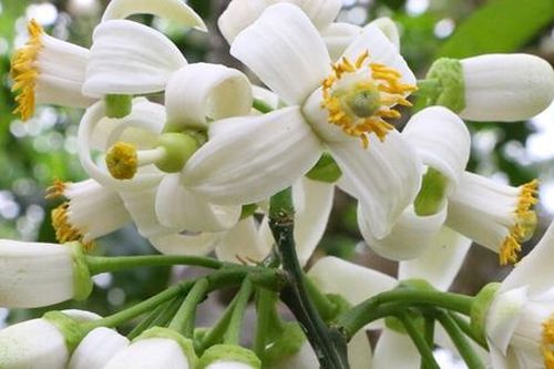 Hương bưởi vườn nhà