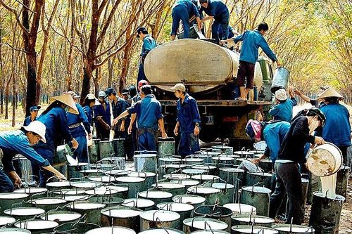 Sóng lớn đổ về cổ phiếu cao su, lợi nhuận kỳ vọng tiếp tục bứt phá