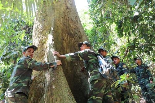 Khe Tà Vạt hồi sinh và những người giữ rừng đặc biệt