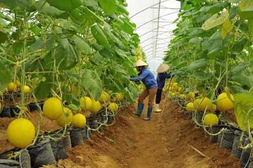 Xây dựng chiến lược thâm nhập thị trường Bắc Âu cho các sản phẩm hữu cơ Việt Nam