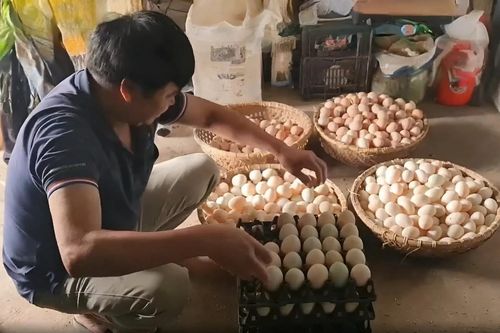 Giá gà giảm, người nuôi gặp khó