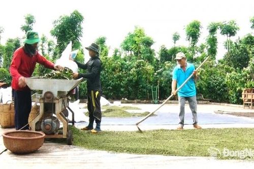 Giá tiêu tăng, nông dân hưởng lợi