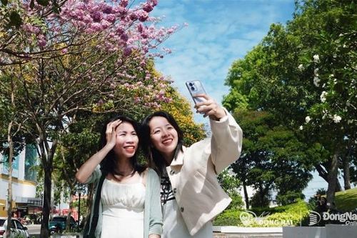 [Chùm ảnh] Hoa kèn hồng bung nở rực rỡ trong nắng Biên Hòa