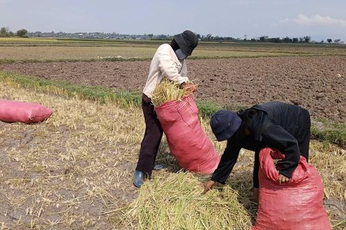 Đak Đoa: 48,5 ha lúa Đông Xuân bị khô hạn