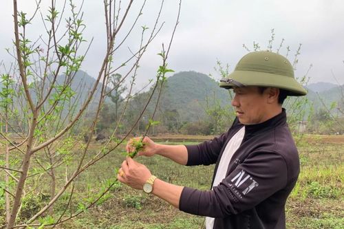 Sản xuất nông nghiệp ở Tân Hương: Đa dạng mô hình cho hiệu quả kinh tế cao