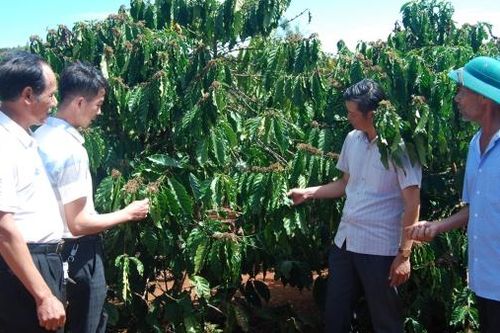 Nâng năng suất vượt trội cho cây cà phê