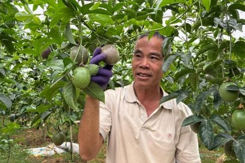 Trồng chanh dây xuất khẩu