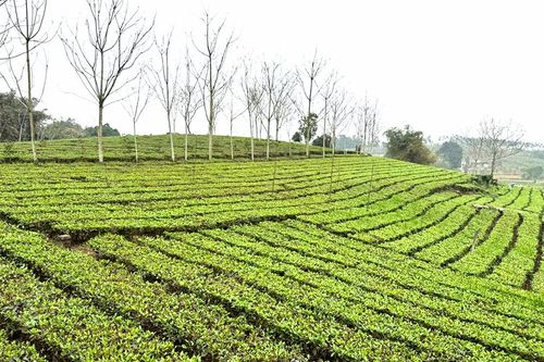 Nâng cao chất lượng các tiêu chí nông thôn mới