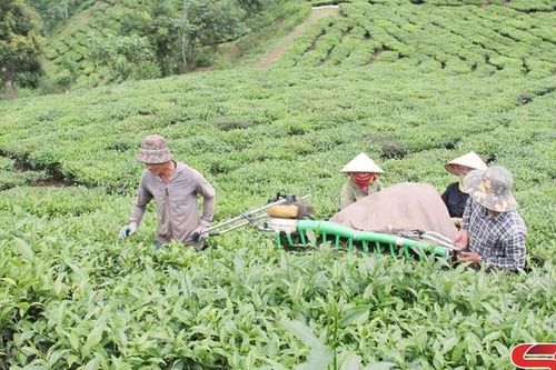 Vân Hồ ứng dụng khoa học kỹ thuật vào sản xuất