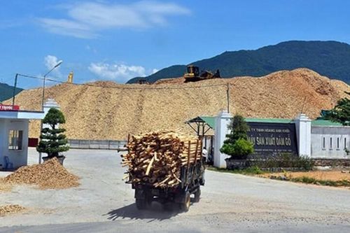 Quảng Nam: Doanh nghiệp xin làm nhà máy chế biến gỗ với tổng mức đầu tư 70 tỷ đồng