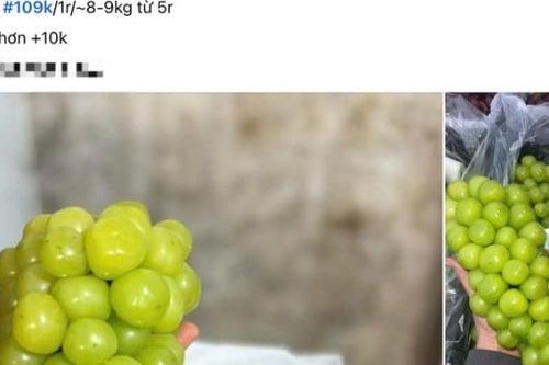 Nho cao cấp của Trung Quốc giá chỉ 14.000/kg