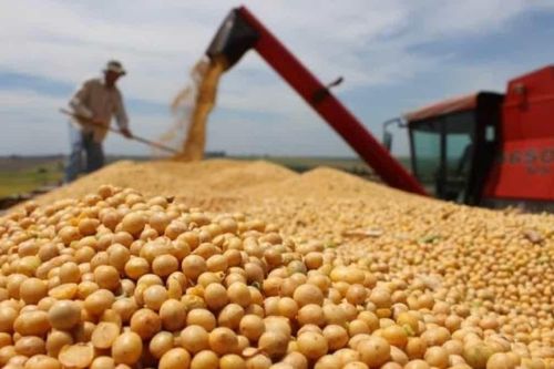 FAO: Nhu cầu cao từ đường, sữa, dầu thực vật thúc đẩy giá lương thực tăng