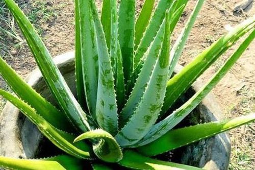 Cây cảnh ví như máy lọc không khí ở đâu cũng có, rẻ, dễ sống: Cách trồng và cách dùng cây kiểm tra nhà mình có đang bị ô nhiễm không khí
