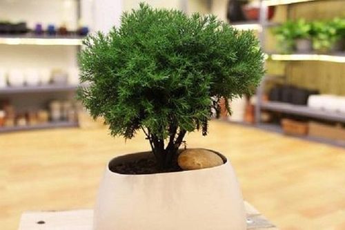 Cây phong thủy chiêu lộc hợp tuổi Thân