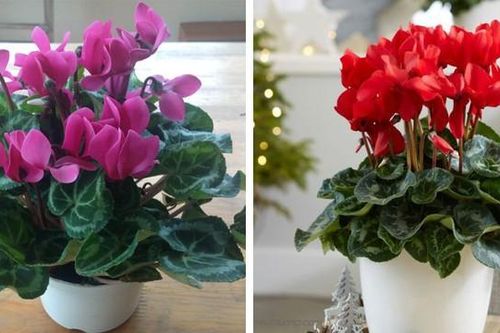 Cây phong thủy hợp tuổi Tỵ hút tài lộc, xua đuổi vận xui