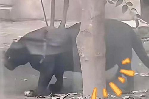 Báo đen ở vườn thú Trung Quốc 'bụng chạm đất' vì quá béo
