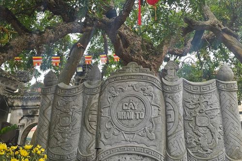 Về Hưng Yên thăm cây nhãn tổ đang mùa trổ hoa