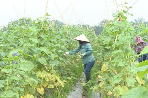 Chỉ trong 3 năm, Hà Nội đã giảm được 4.463 hộ nghèo