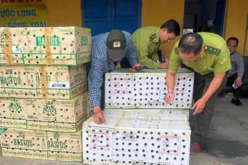 Thành phố Huế: Đề nghị không cho phép tổ chức cuộc thi 'Tiếng hót chim chào mào cảnh'
