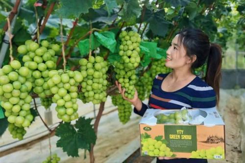 Chú trọng phát triển nông nghiệp theo vùng sinh thái ở Lào Cai
