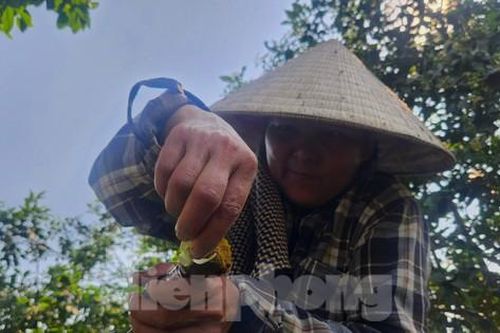 Làng bưởi Phúc Trạch vào mùa se duyên