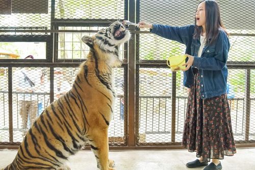 Vườn thú nguy hiểm nhất xứ sở hoa anh đào sắp đóng cửa