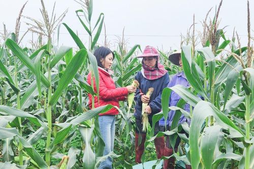Liên kết trồng ngô ngọt, nông dân Nghệ An trúng lớn