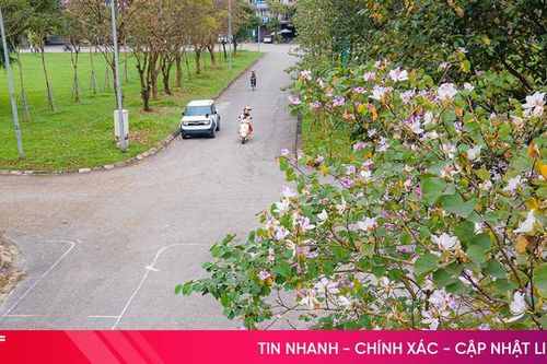 Hoa ban trắng nở dịu dàng giữa phố phường Hà Tĩnh