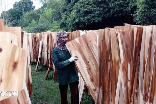 Lâm sản Việt Nam: Dư địa phát triển lớn, cần tính đúng tính đủ giá trị