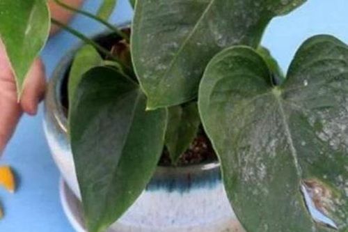 Đừng vội vứt những 'rác' này, hãy tận dụng nó để trồng cây, vừa thân thiện với môi trường vừa tiết kiệm chi phí