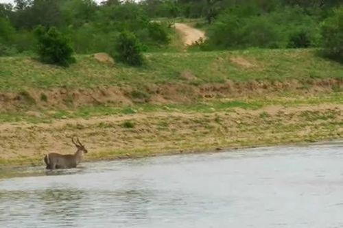 CLIP: Linh dương Waterbuck thoát khỏi nanh cá sấu đầy ngoạn mục