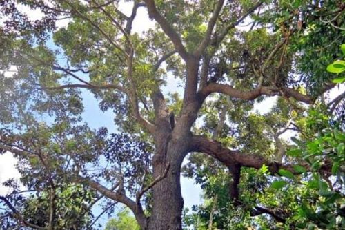 Việt Nam có loài cây cứng hơn sắt, quý hơn vàng: Cả thế giới chỉ còn 13 cây, có nguy cơ tuyệt chủng
