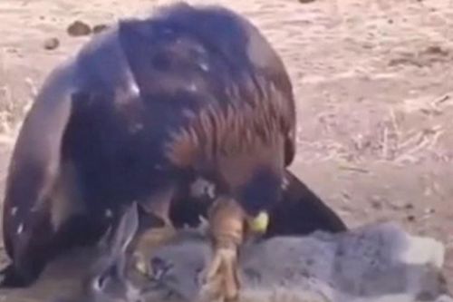 CLIP: Kinh ngạc trước màn săn thỏ đỉnh cao của đại bàng