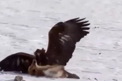 CLIP: Mãn nhãn trước màn tử chiến của đại bàng và cáo