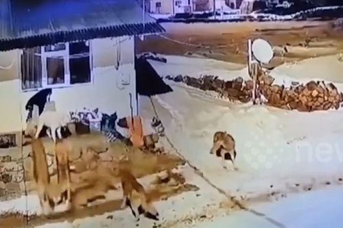 CLIP: Bị 6 con sói 'đánh hội đồng', chó nhà tự tin nghênh chiến và nhận cái kết khó tin